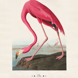 The Pink Flamingo Swingers Club Poster