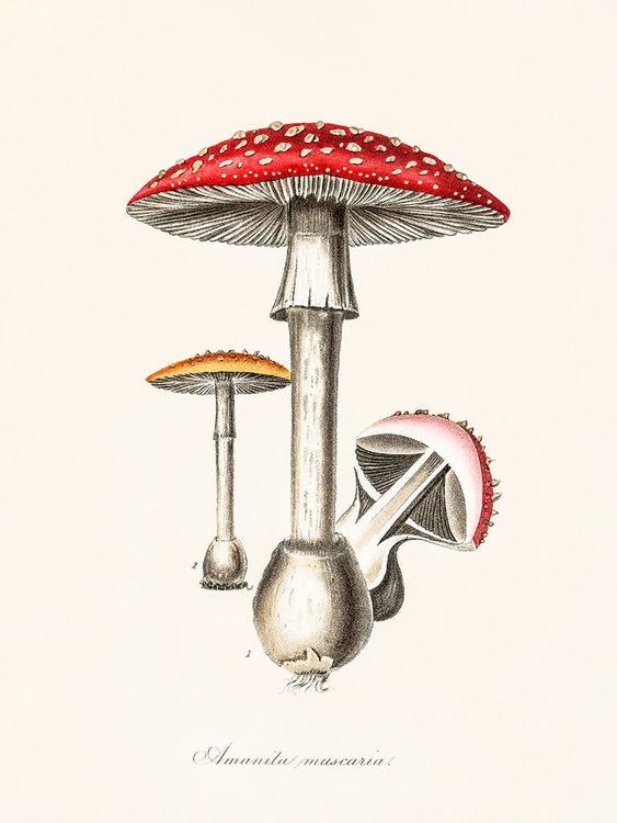 Amanita Muscaria Poster