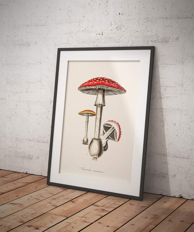 Amanita Muscaria Poster