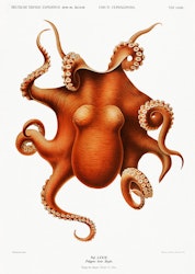 Octopus v1 Poster