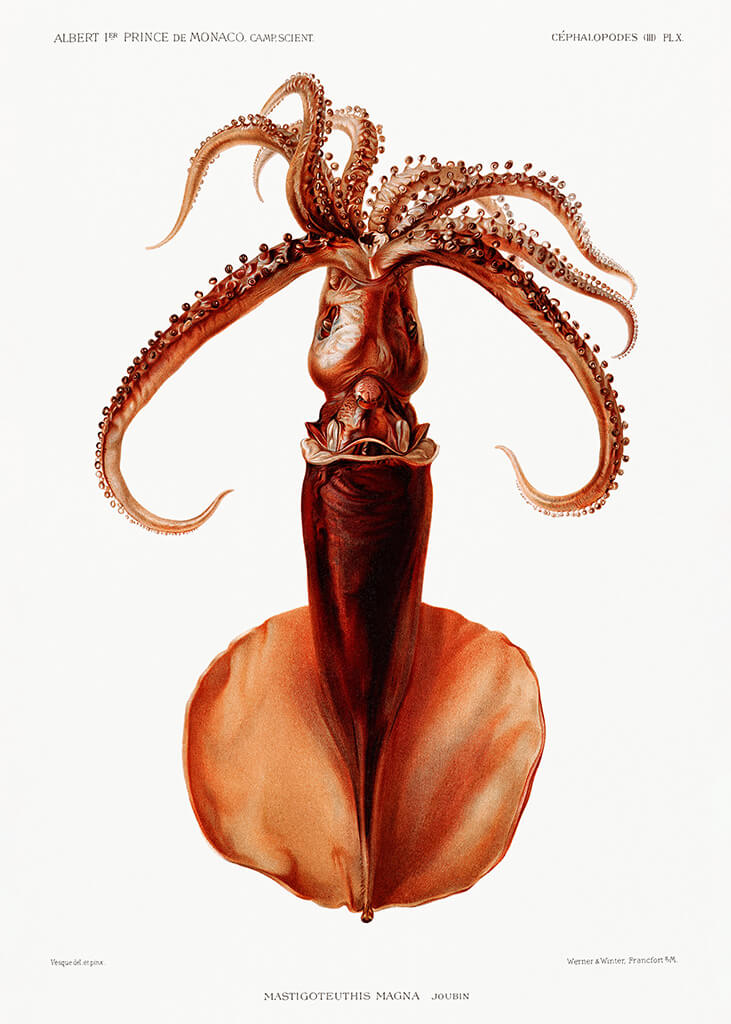 Octopus v2 Poster