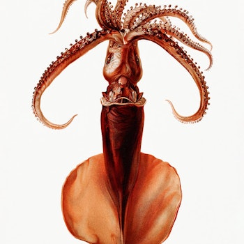 Octopus v2 Poster