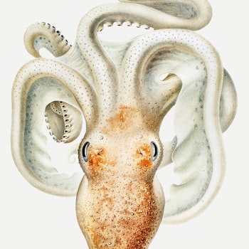 Octopus v3 Poster