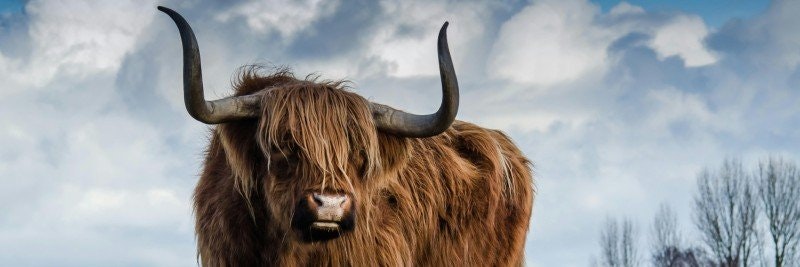 Kristaller för Oxen: Jordnära Stenar för Stabilitet och Lugn