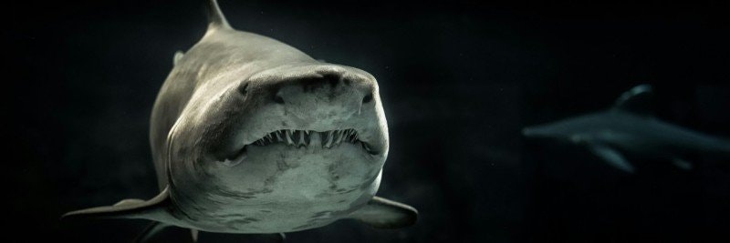 Megalodon: Den Legendariska Jättehajen från Jordens Förflutna
