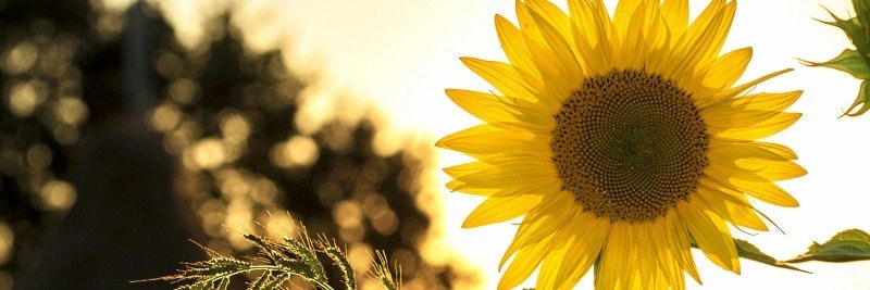 Citronella vs. Citrongräs: Din Guide till Sommarens Myggfria Kvällar