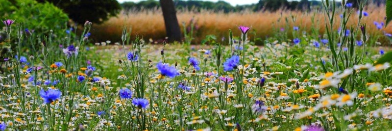 Midsommartradition: Från 7 Blommor till 7 Kristaller Under Kudden