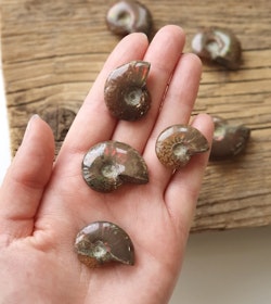 Ammonit (Opaliserad fossil)