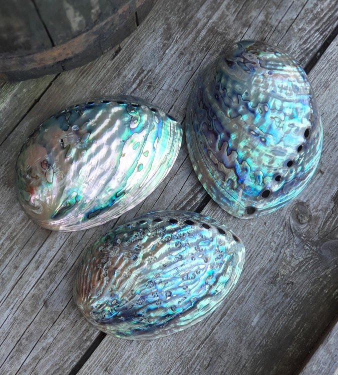 Paua Abalone snäcka, helpolerad