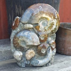 Ammonit fossil stående #1