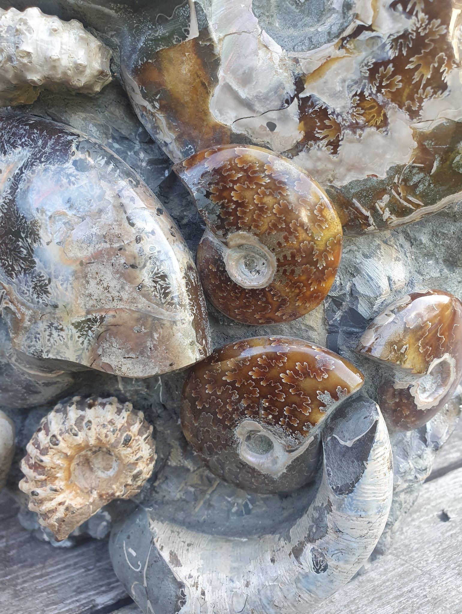 Ammonit fossil stående #1