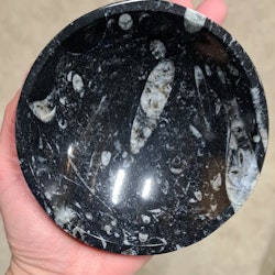 Ortoceratit Fossil, rund skål liten