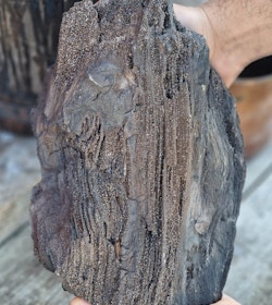 Förstenat trä med druzykristaller XXL