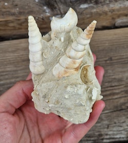 Turritella fossil #1