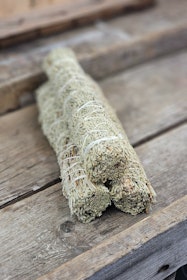 Blå Salvia, extra stor (Shasta Sage)