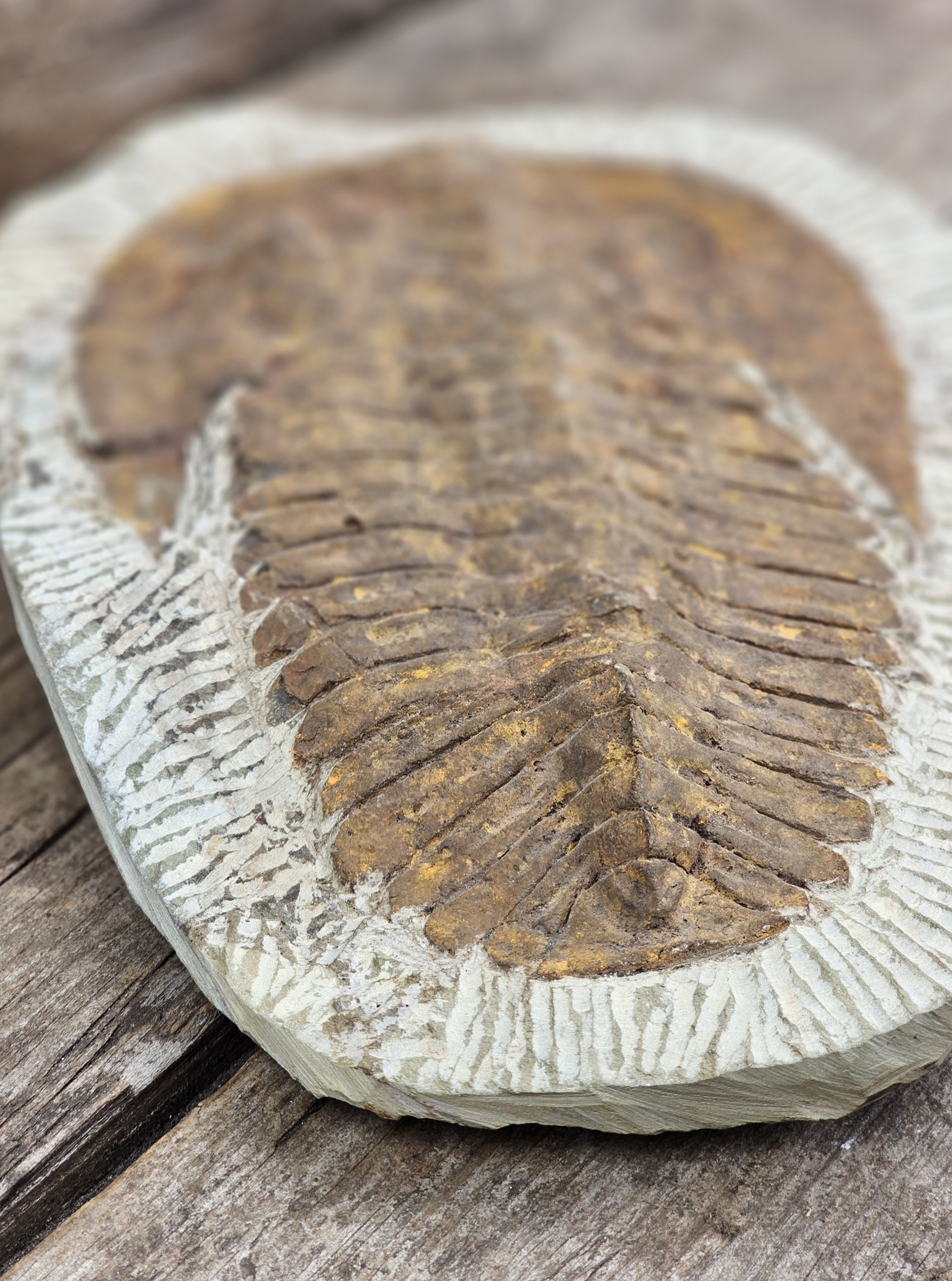 Trilobit fossil XL #1
