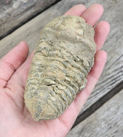 Trilobit fossil #1