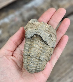 Trilobit fossil #3