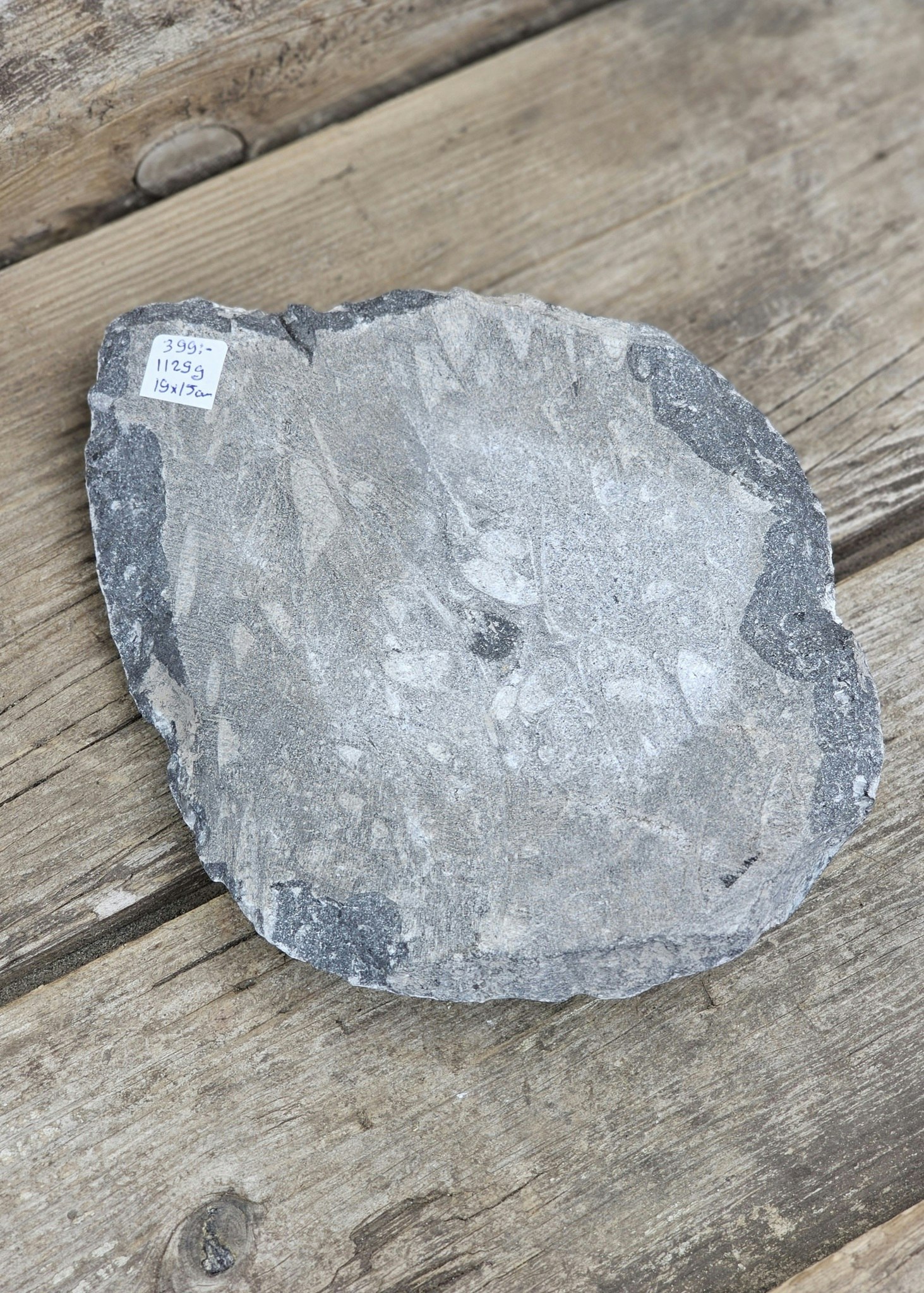 Ortoceratit fossil XL #1