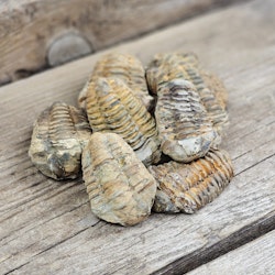 Trilobit fossil, mini per styck
