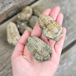 Trilobit fossil, små per styck