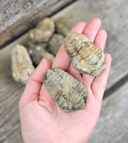 Trilobit fossil, små per styck