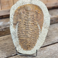 Trilobit fossil XL #1