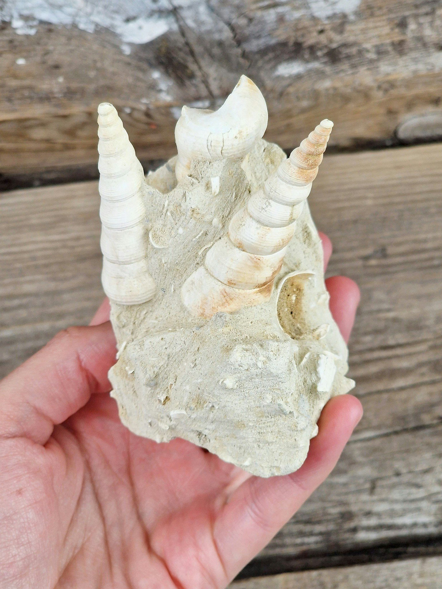 Turritella fossil #1