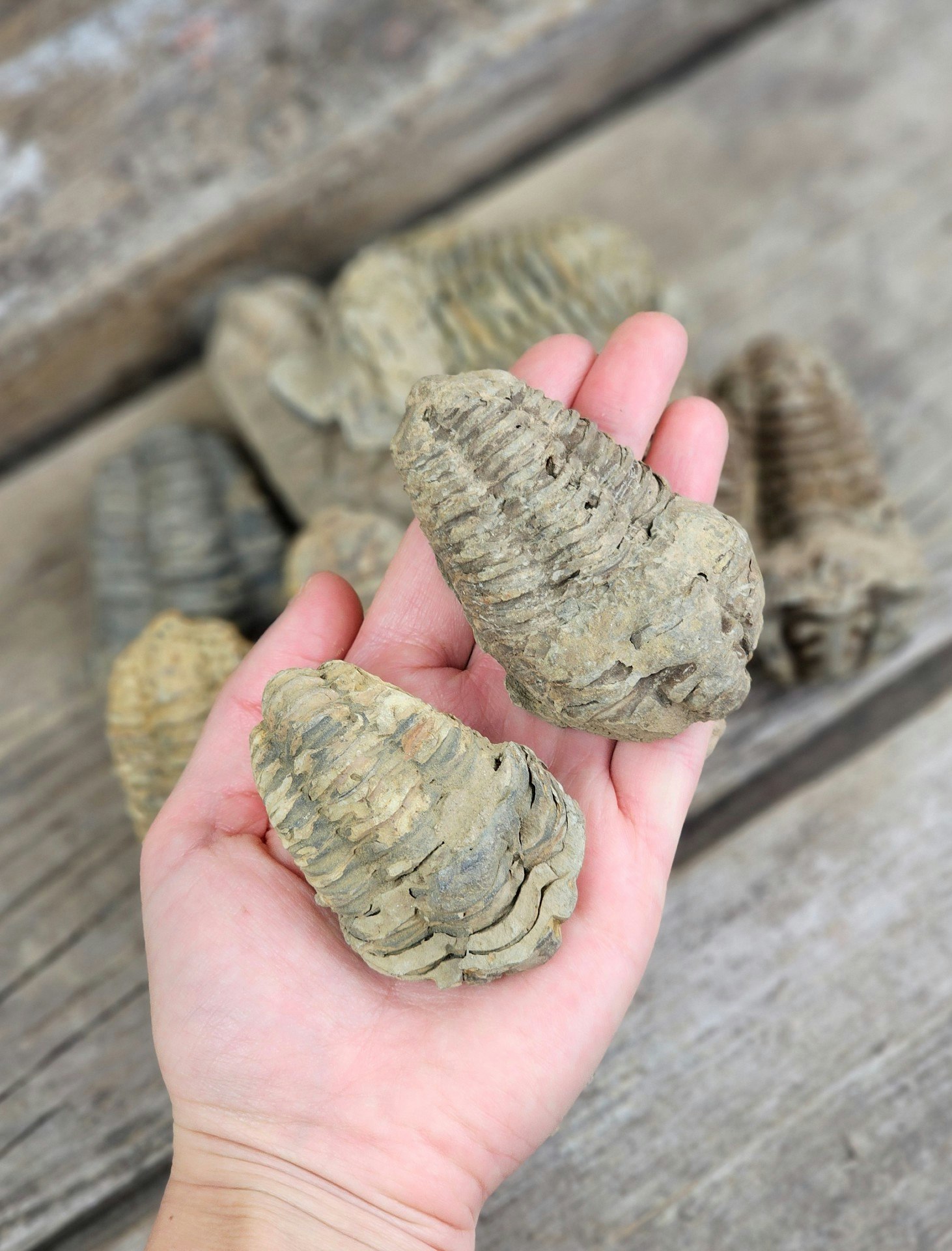 Trilobit fossil, mellan per styck