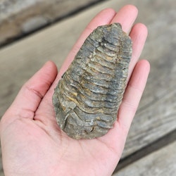 Trilobit fossil stor #1