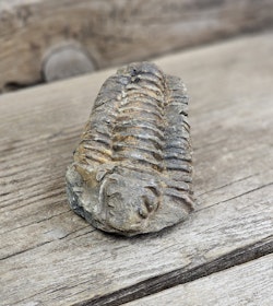 Trilobit fossil stor #1