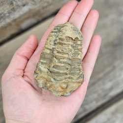 Trilobit fossil stor #2