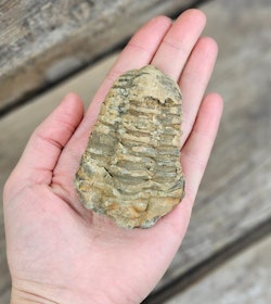 Trilobit fossil stor #2
