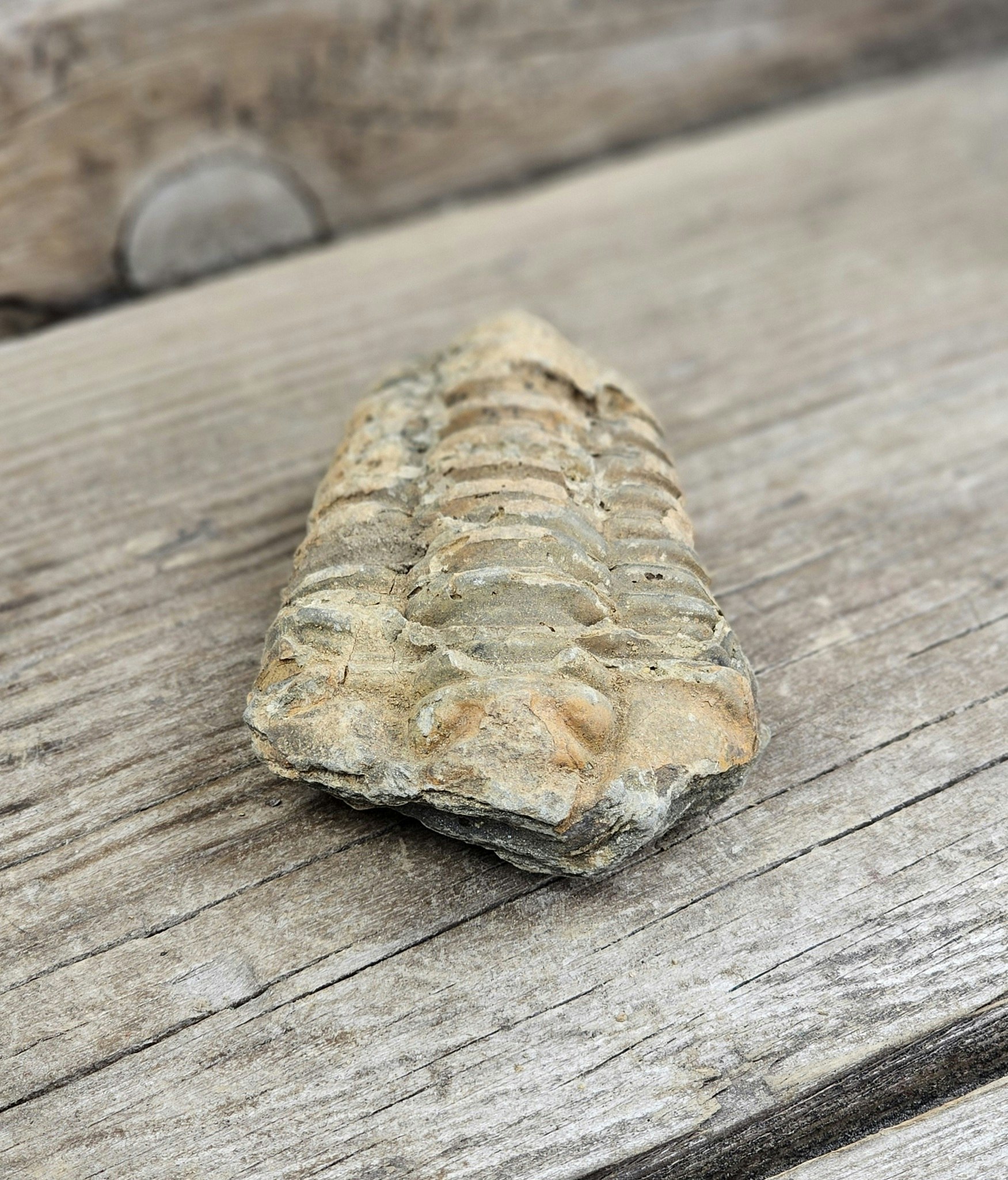 Trilobit fossil stor #2