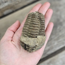 Trilobit fossil stor #3