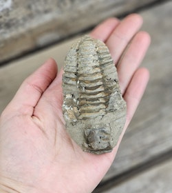 Trilobit fossil stor #4
