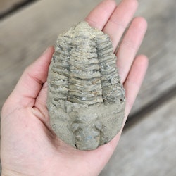 Trilobit fossil stor #5