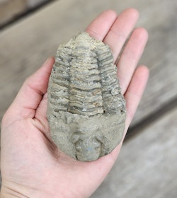 Trilobit fossil stor #5