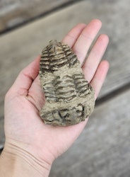 Trilobit fossil stor #6