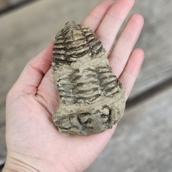 Trilobit fossil stor #6