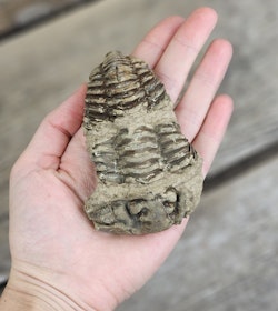 Trilobit fossil stor #6