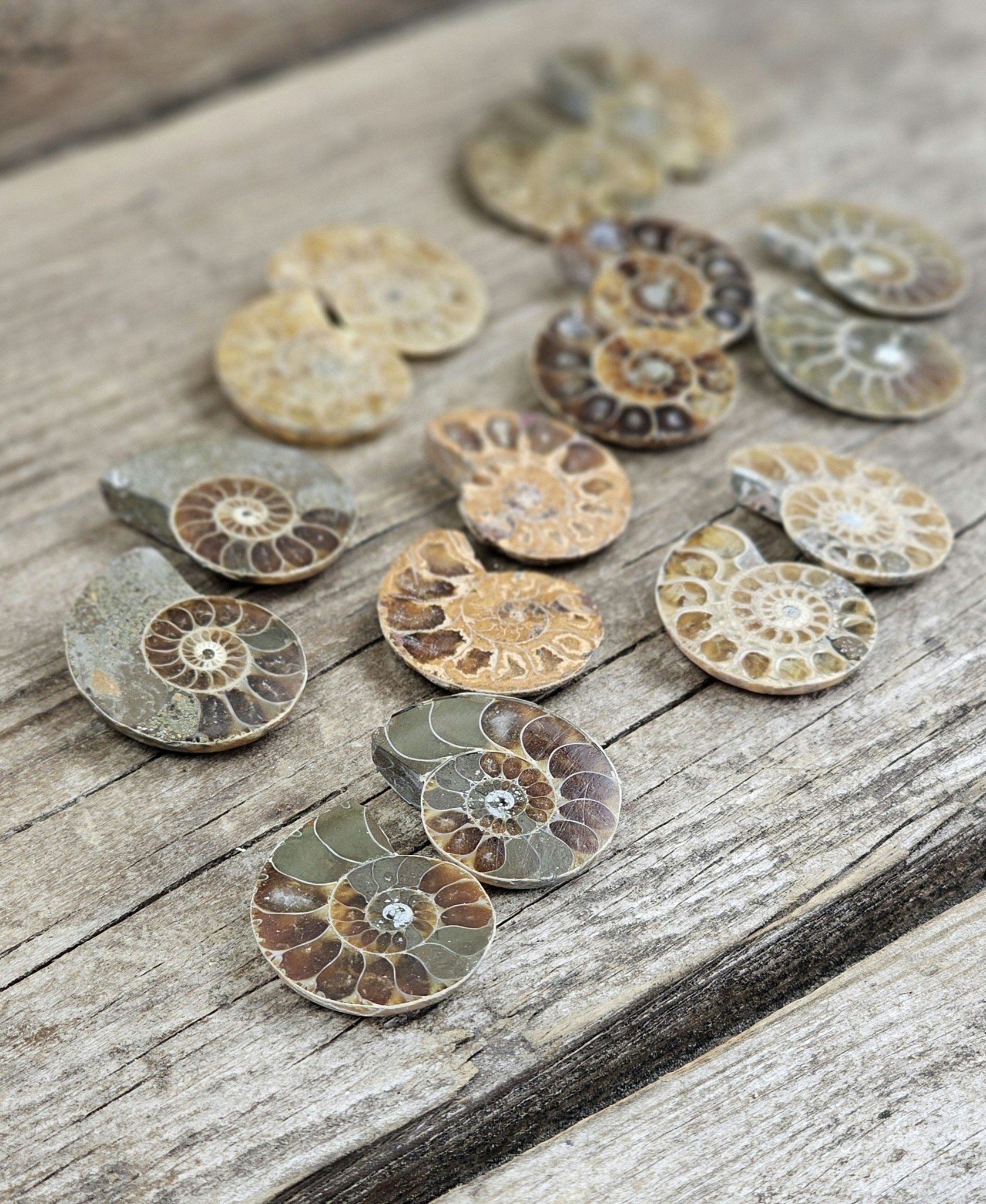Ammonit par (Opaliserad fossil), små