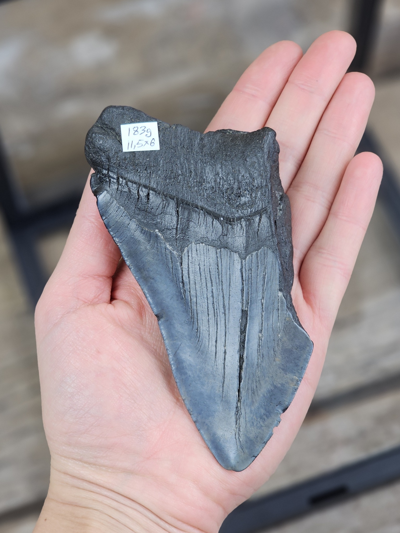 Megalodon tand fossil XL #1
