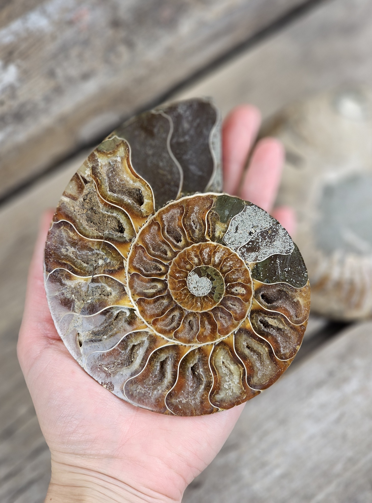 Ammonit par XL #1