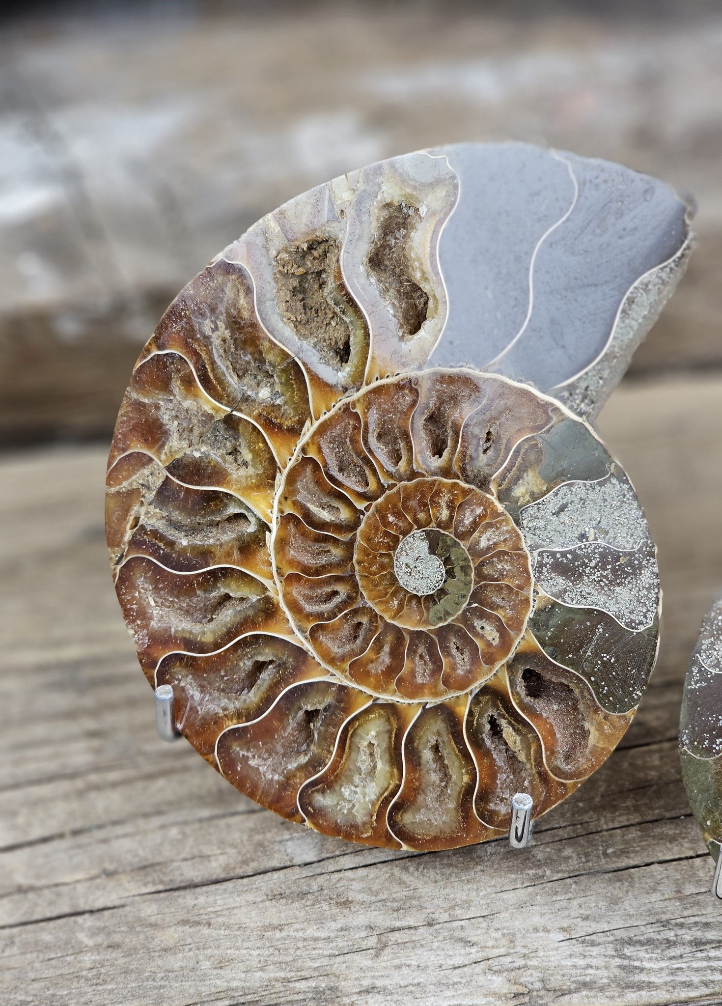 Ammonit par XL #1