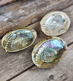 Paua Abalone snäcka, mellan