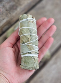 Eukalyptus, bunt
