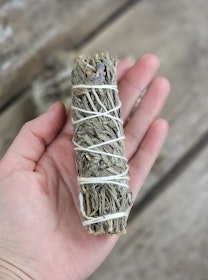 Lavendel, bunt