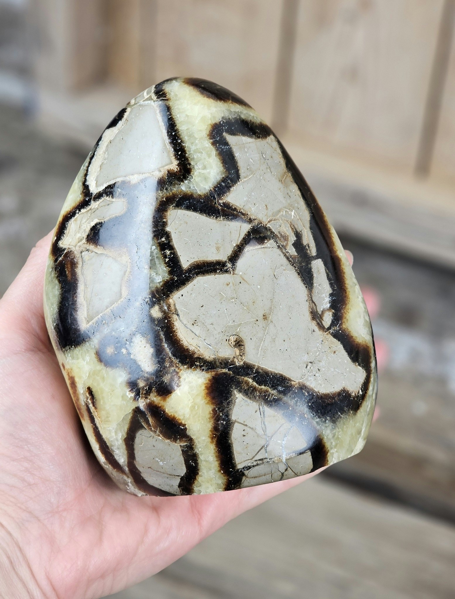 Septarian (Draksten), polerad kristall stående friform #7
