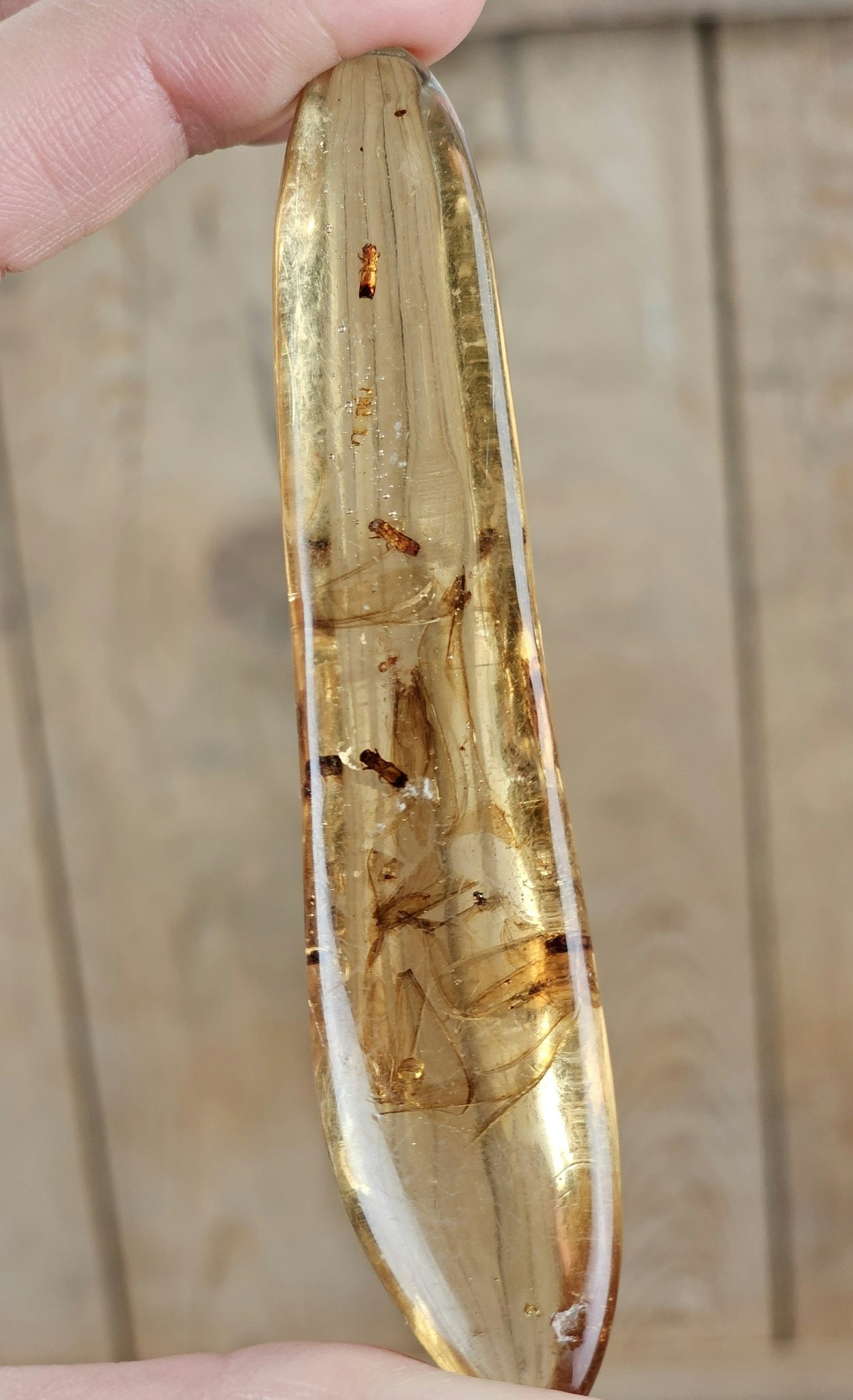 Copal med insekter #8